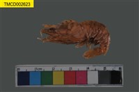 藏品(披針單肢蝦)的圖片